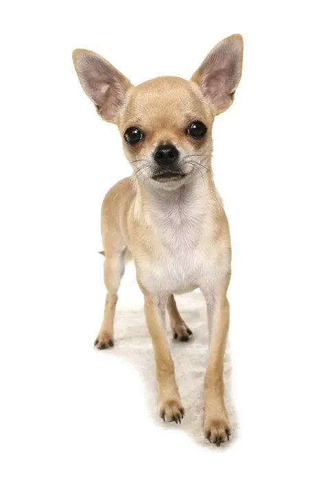 Framed Print : Domestic dog, Chihuahua, adult, standing
