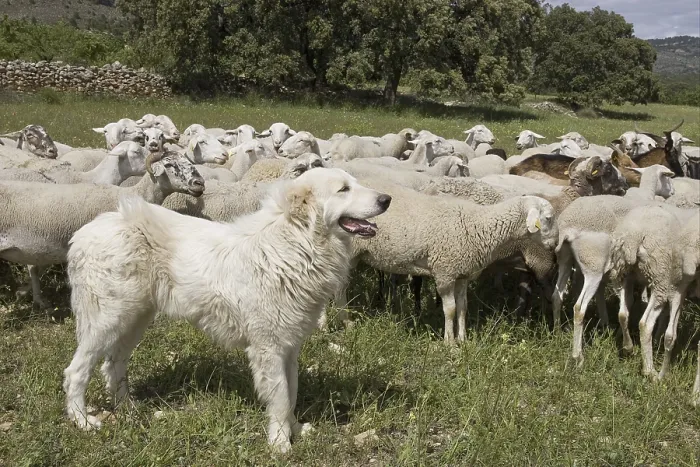 Framed Print : Domestic Dog, livestock guardian dog Framed Print : Domestic Dog, livestock guardian dog