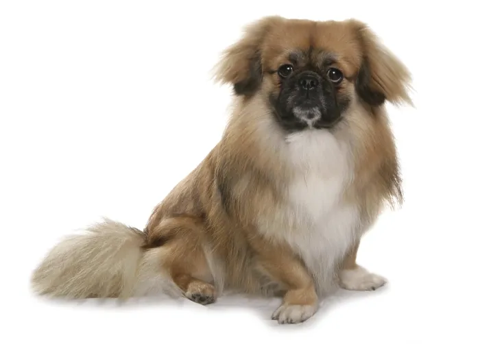 Framed Print : Domestic Dog, Tibetan Spaniel, mature, sitting Framed Print : Domestic Dog, Tibetan Spaniel, mature, sitting