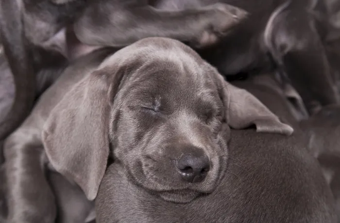 Framed Print : Domestic dog, Weimaraner, blue shorthaired variety