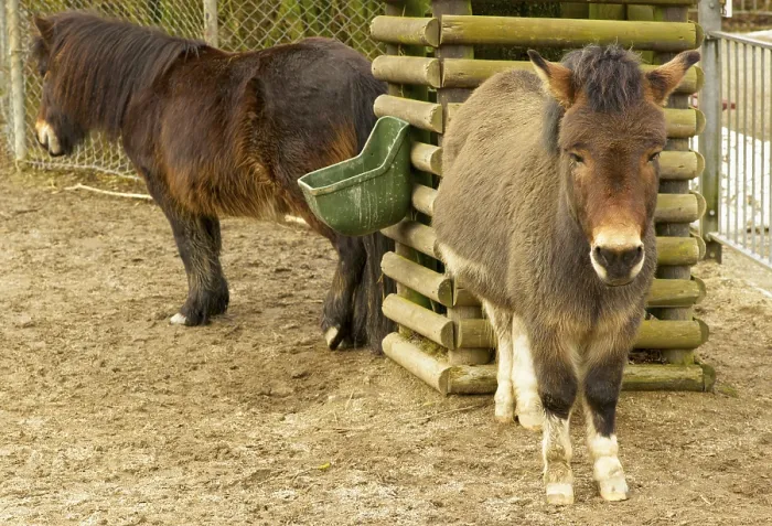 Framed Print : The domestic donkey is a common pet all over the world