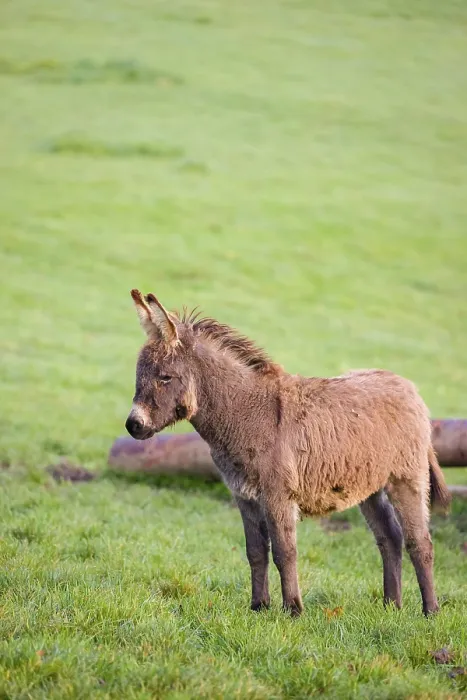 Framed Print : A domestic donkey, Equus (africanus) asinus stands on a green paddock
