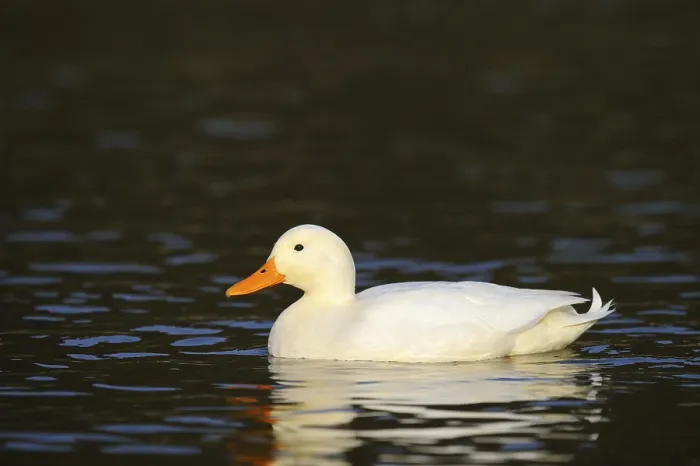 Framed Print : Domestic duck Framed Print : Domestic duck