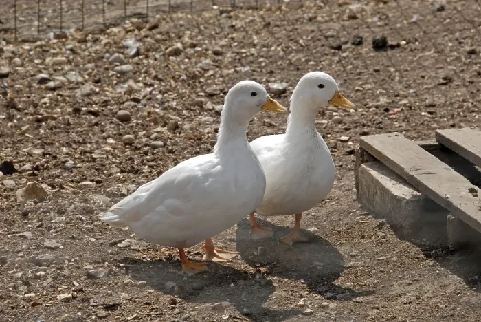 Framed Print : Domestic Duck, Call Duck, adult pair Framed Print : Domestic Duck, Call Duck, adult pair