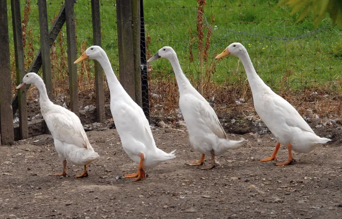 Framed Print : Domestic duck, Indian runner duck Framed Print : Domestic duck, Indian runner duck