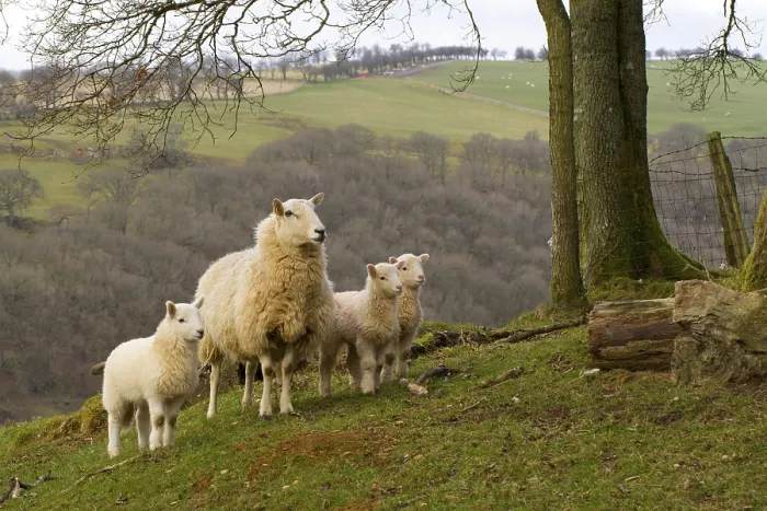 Framed Print : Domestic ewe, crossbred ewe with three lambs