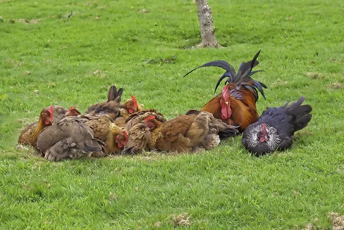 Framed Print : Domestic fowl, catfish, free-range cock and hens