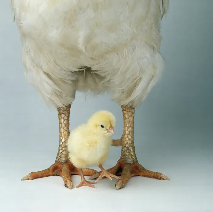 Framed Print : Domestic fowl, chick between legs of domestic cock Framed Print : Domestic fowl, chick between legs of domestic cock