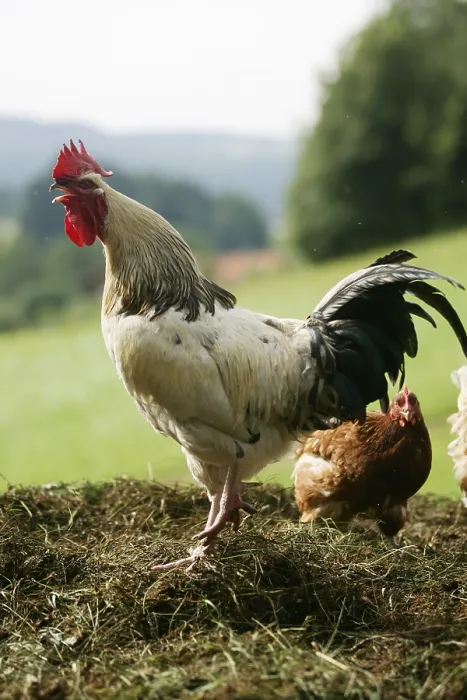 Framed Print : Domestic fowl, cock, side
