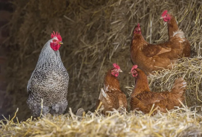 Framed Print : Domestic fowl, crossbred cock and hens