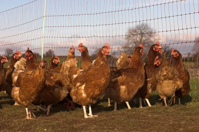 Framed Print : Domestic fowl, free-range chicken