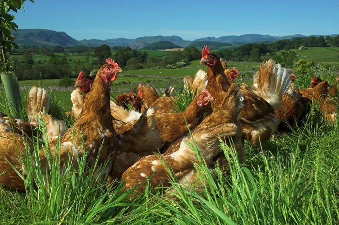 Framed Print : Domestic fowl, free-range chickens feeding at the edge of a wood