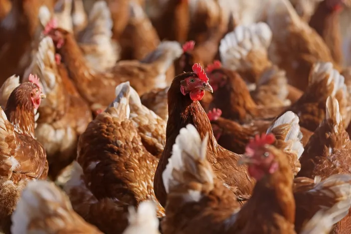 Framed Print : Domestic fowl, free-range chickens in a meadow