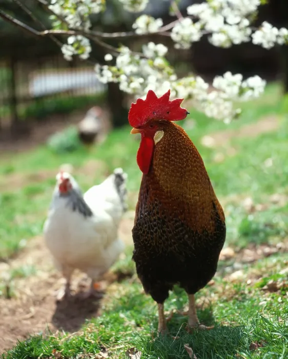 Framed Print : Domestic, free range, cock Framed Print : Domestic, free range, cock