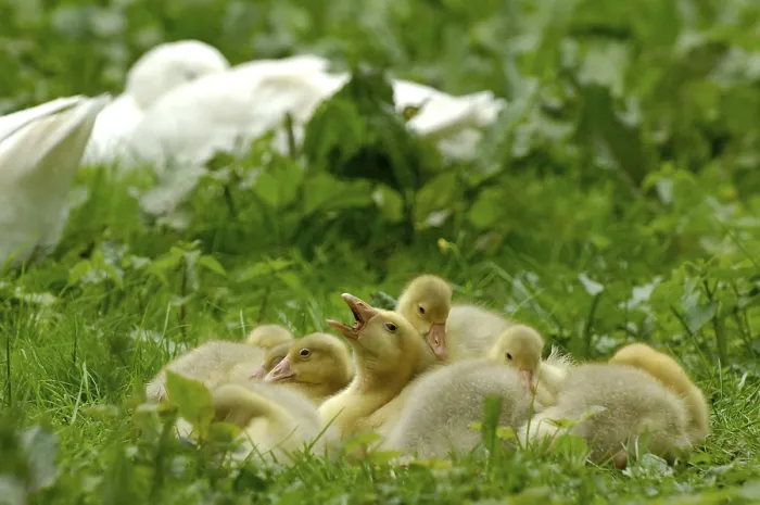 Framed Print : Domestic geese, goslings Framed Print : Domestic geese, goslings