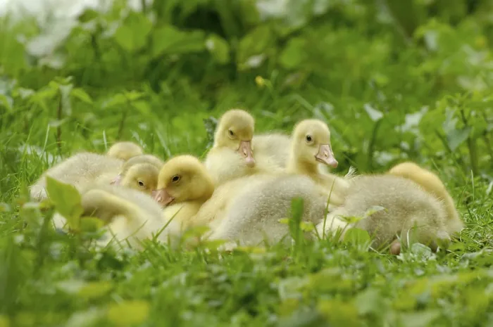 Framed Print : Domestic geese, goslings