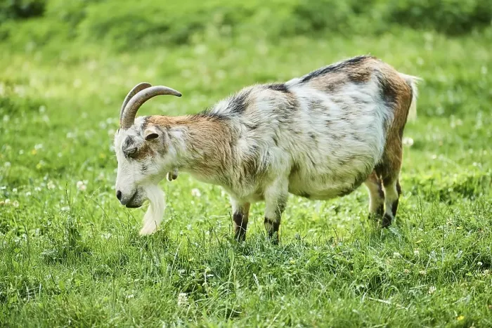 Framed Print : Domestic goat (Capra aegagrus hircus) on a meadow