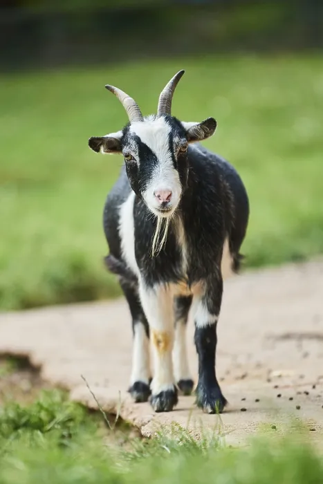 Framed Print : Domestic goat (Capra aegagrus hircus) standing on the ground