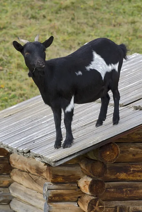 Framed Print : Domestic goat standing on a barn roof