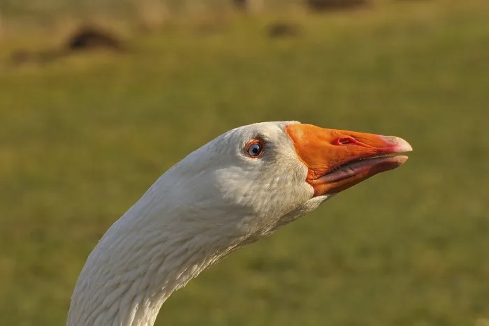 Framed Print : Domestic goose (Anser anser domestica)