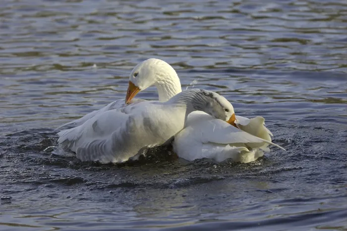 Framed Print : Domestic Goose, white adults, courtship display