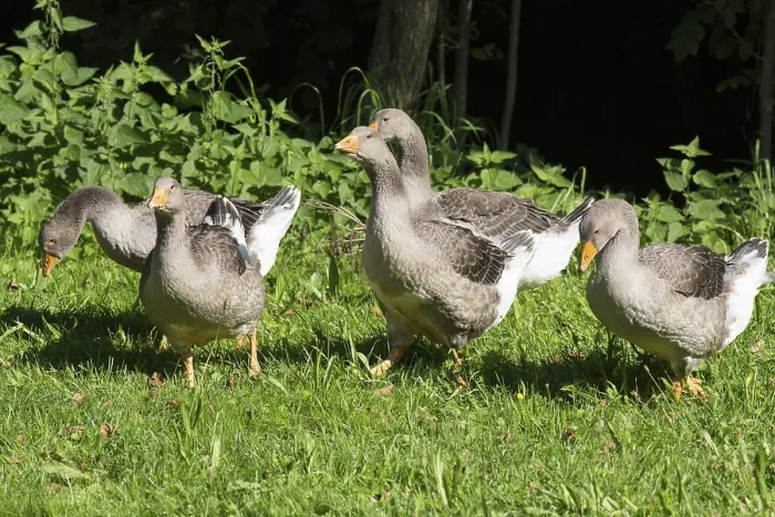 Framed Print : domestic gooses