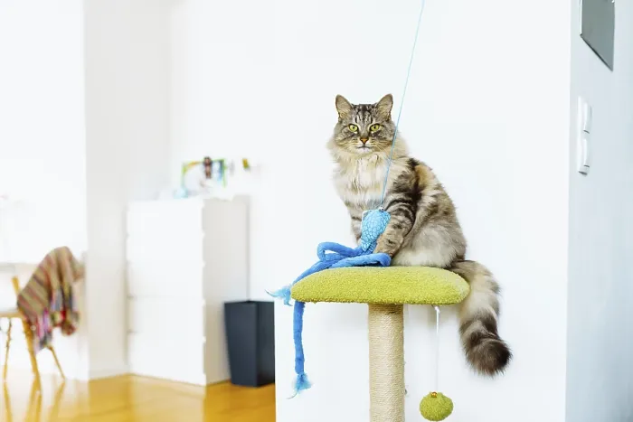 Framed Print : Domestic gray fluffy big cat Maine Coon breed plays with toy sitting on cat tree