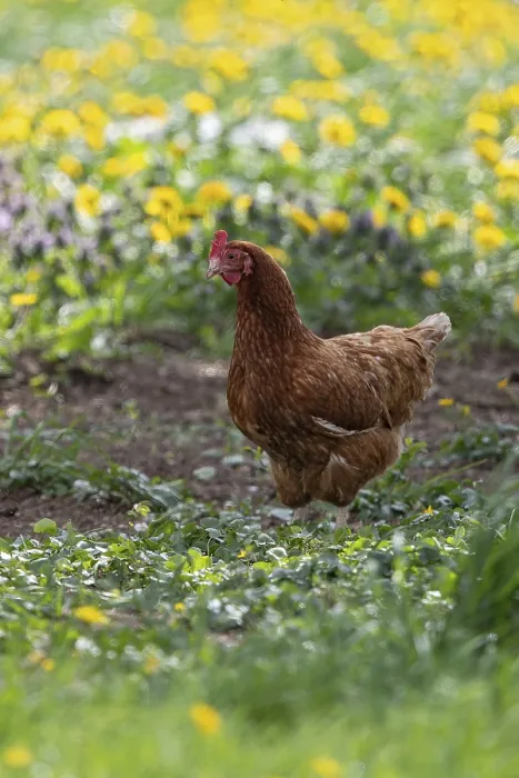 Framed Print : Domestic hen (Gallus gallus domesticus)