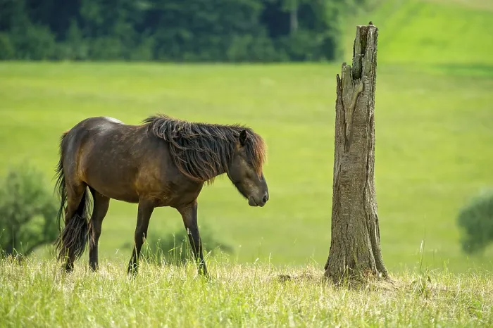 Framed Print : Domestic horse (Equus caballus) in front of tree stump on pasture
