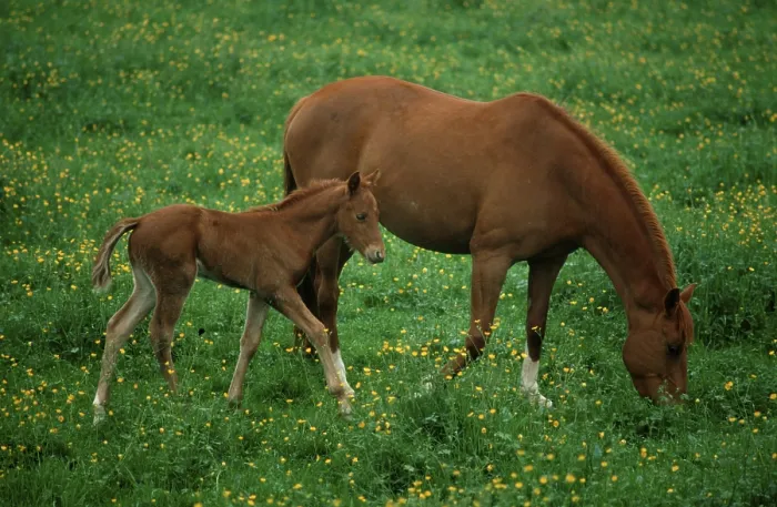 Framed Print : Domestic horse, mare with foal, France