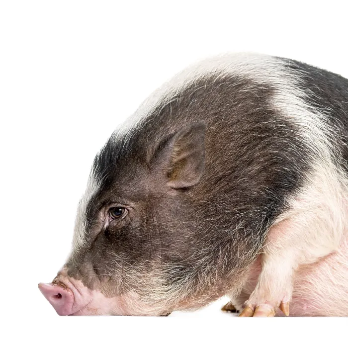 Framed Print : Domestic Pig, 6 months old, lying in front of white background