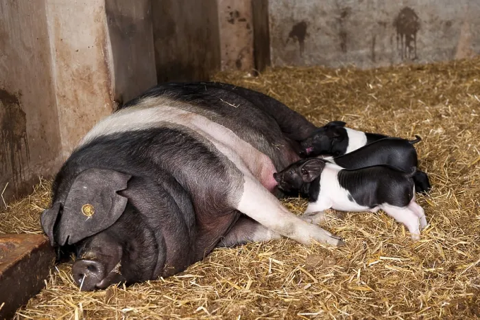 Framed Print : Domestic pig, British Saddleback