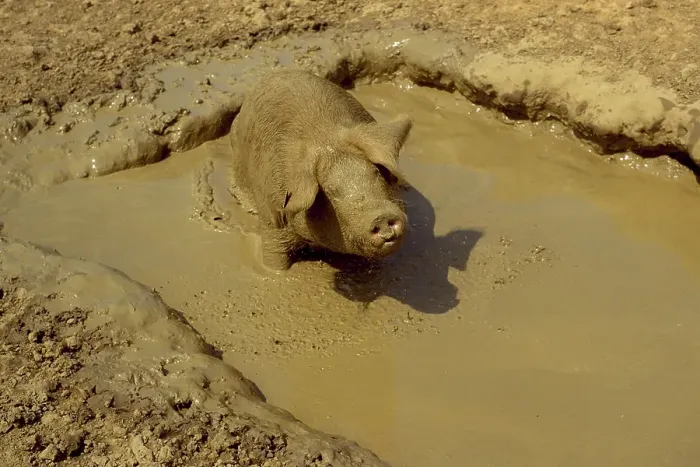 Framed Print : Domestic pig, free-range pig in mud bath, wallowing, Suffolk, England, Great Britain