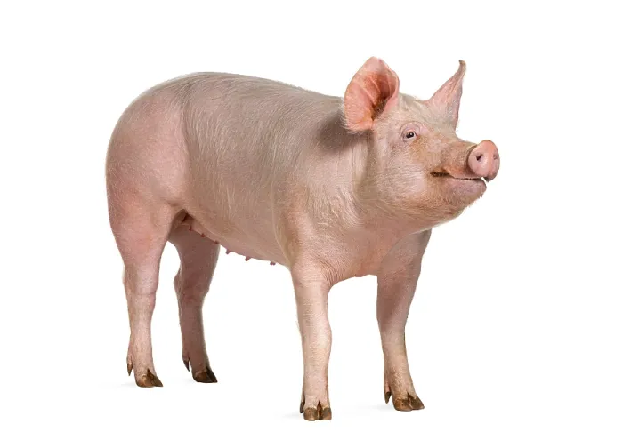 Framed Print : Domestic pig, isolated on white