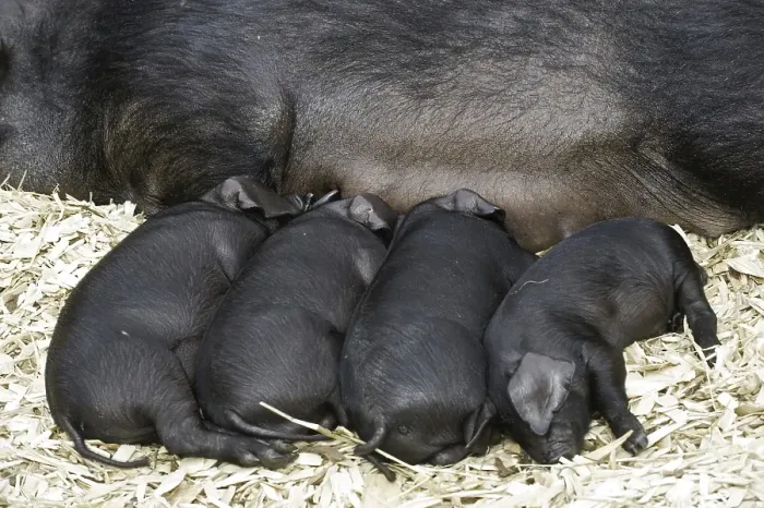 Framed Print : Domestic pig, Large Black piglets