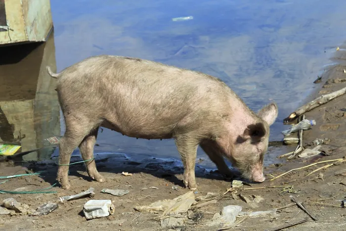Framed Print : Domestic pig, Mongu Port, Mongu