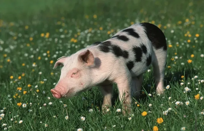 Framed Print : Domestic Pig, piglet