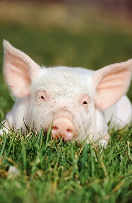 Framed Print : Domestic pig, piglet, lying in meadow Framed Print : Domestic pig, piglet, lying in meadow