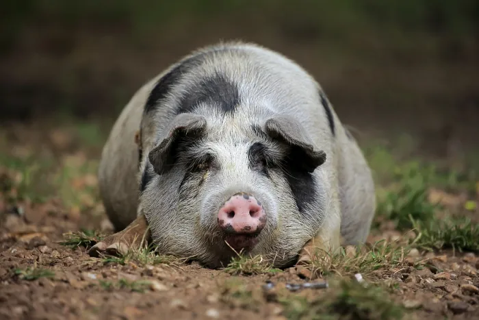 Framed Print : Domestic pig (Porcus domesticus) Framed Print : Domestic pig (Porcus domesticus)