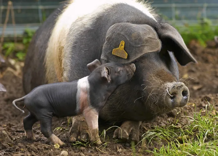 Framed Print : Domestic Pig, saddleback sow with piglet Framed Print : Domestic Pig, saddleback sow with piglet