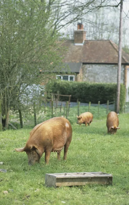 Framed Print : Domestic Pig, Tamworth sows, rooting in ground Framed Print : Domestic Pig, Tamworth sows, rooting in ground