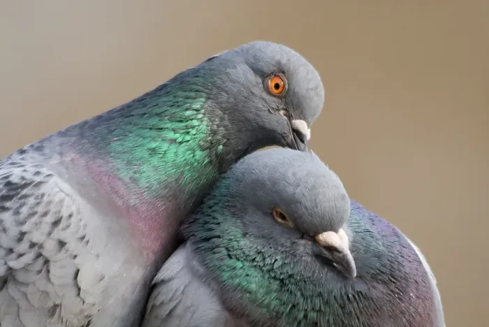 Framed Print : Domestic Pigeon Framed Print : Domestic Pigeon