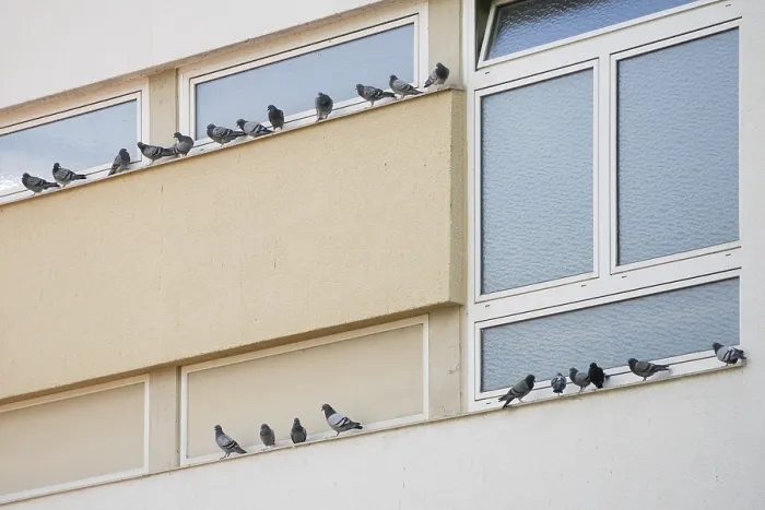 Framed Print : Domestic Pigeon