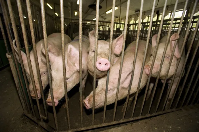 Framed Print : Domestic pigs, in the barn, Gaspor farm Framed Print : Domestic pigs, in the barn, Gaspor farm
