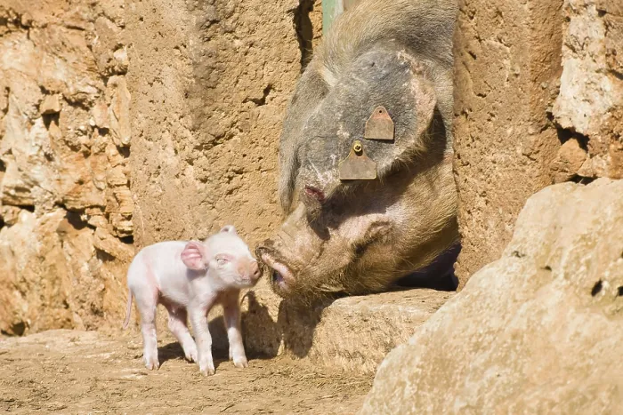 Framed Print : Domestic pigs, sow with piglets