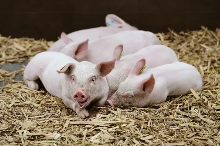 Framed Print : Domestic Pigs (Sus scrofa domesticus)