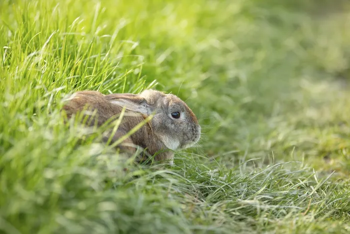 Framed Print : Domestic rabbit or bunny on a green spring meadow in nature