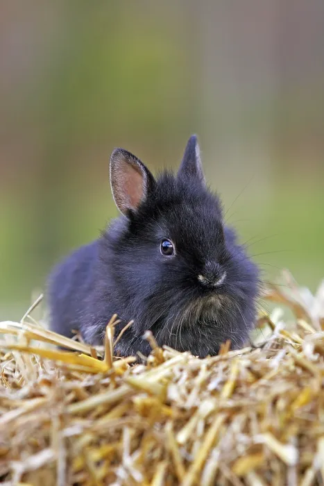Framed Print : Domestic rabbit (Oryctolagus cuniculus) Framed Print : Domestic rabbit (Oryctolagus cuniculus)