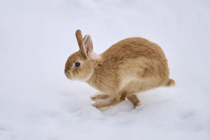 Framed Print : Domestic rabbit (Oryctolagus cuniculus forma domestica) runing in the snow in winter Framed Print : Domestic rabbit (Oryctolagus cuniculus forma domestica) runing in the snow in winter