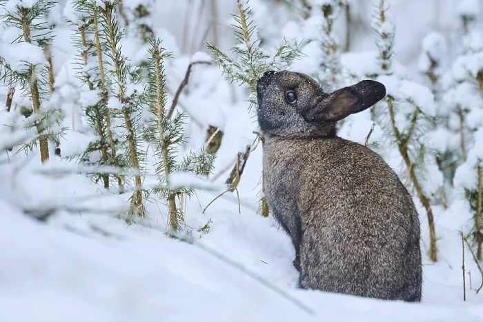 Framed Print : Domestic rabbit (Oryctolagus cuniculus forma domestica) in the snow Framed Print : Domestic rabbit (Oryctolagus cuniculus forma domestica) in the snow